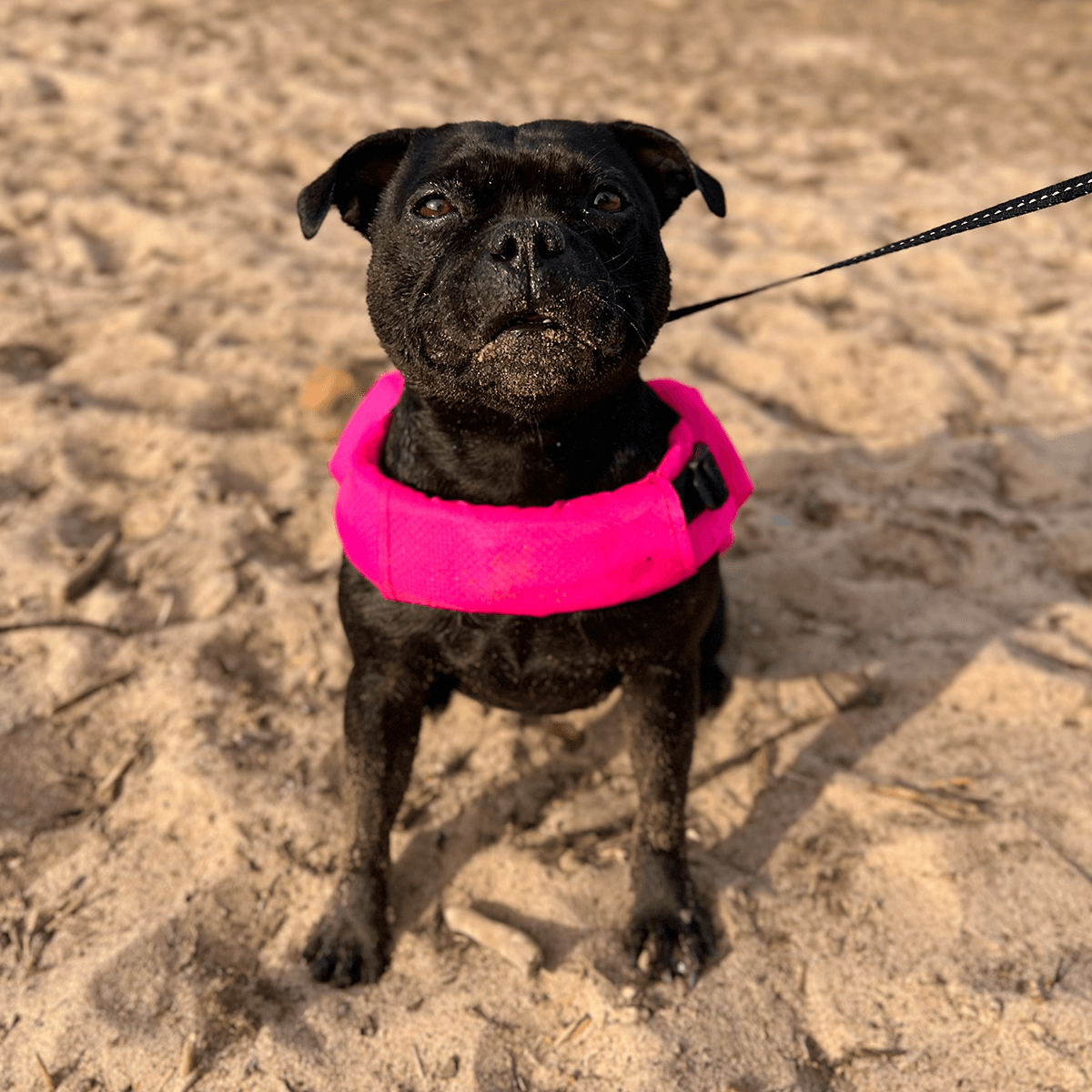 Staffordshire Bull Terrier 1935 Life Jacket