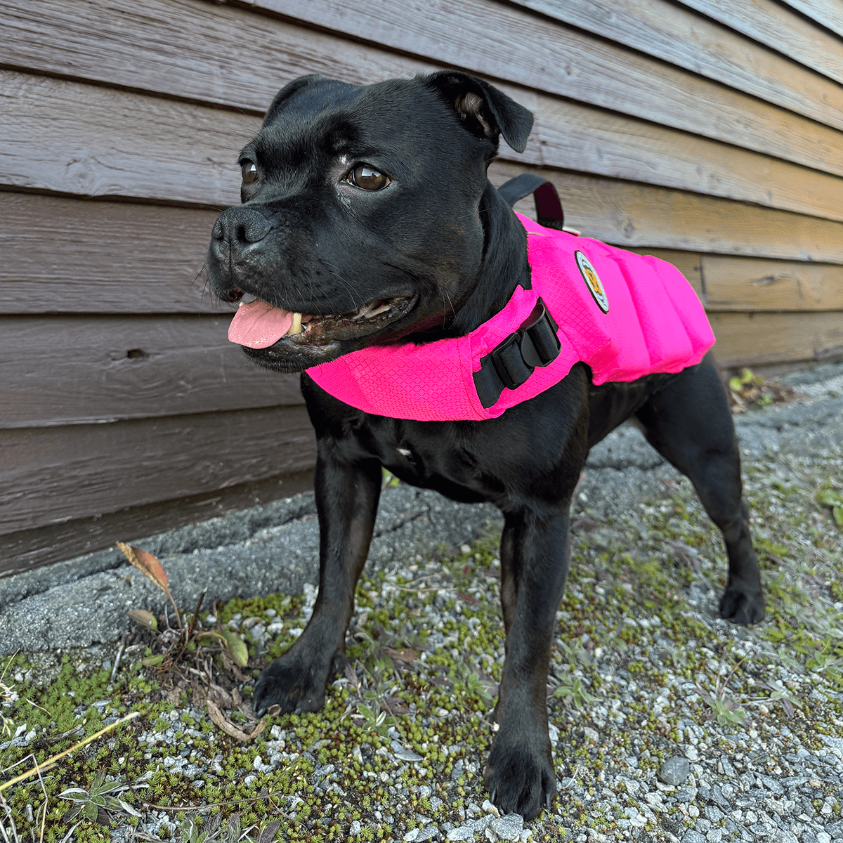 Staffordshire Bull Terrier 1935 Life Jacket