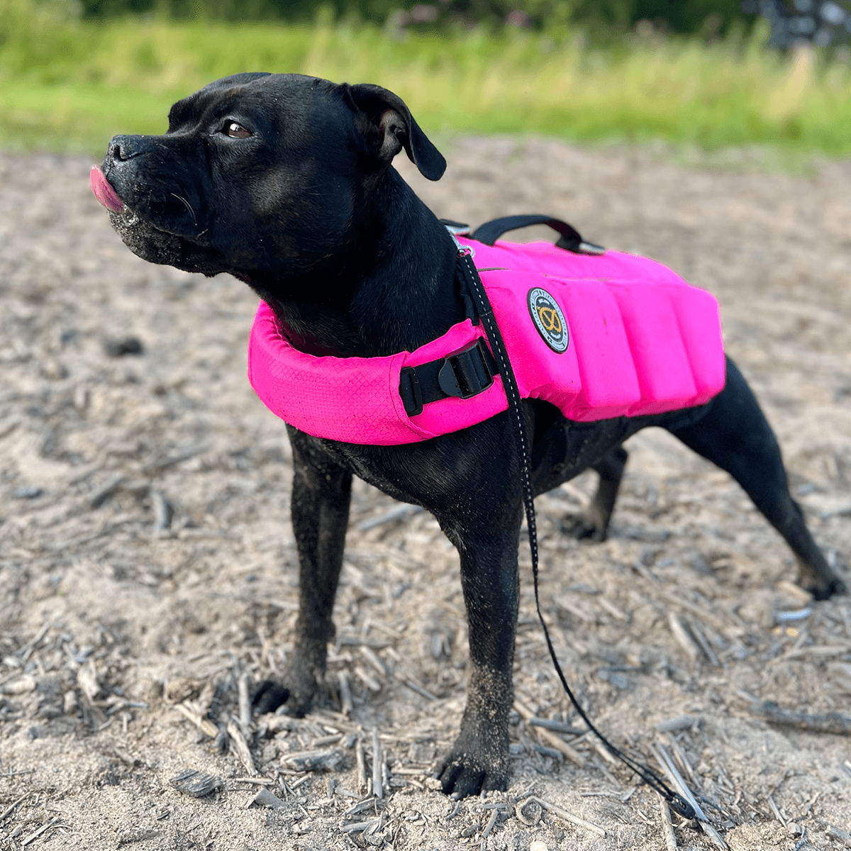 Staffordshire Bull Terrier 1935 Life Jacket