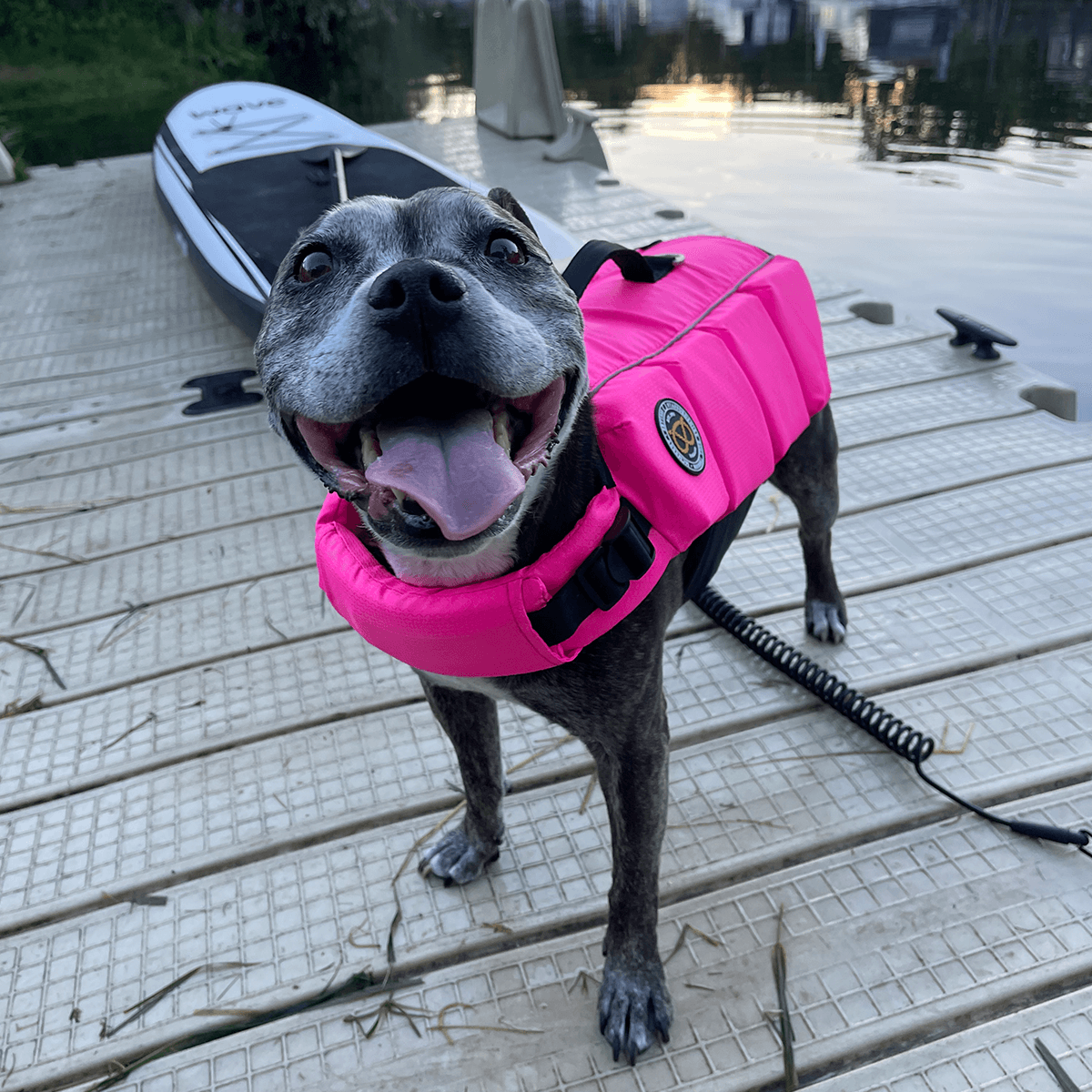 Staffordshire Bull Terrier 1935 Life Jacket