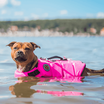 Staffordshire Bull Terrier 1935 Life Jacket