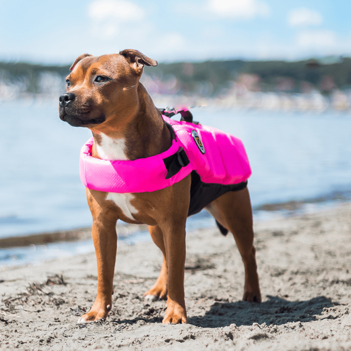 Staffordshire Bull Terrier 1935 Life Jacket