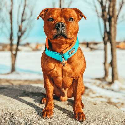 Staffordshire Bull Terrier 1935® Martingale Collar