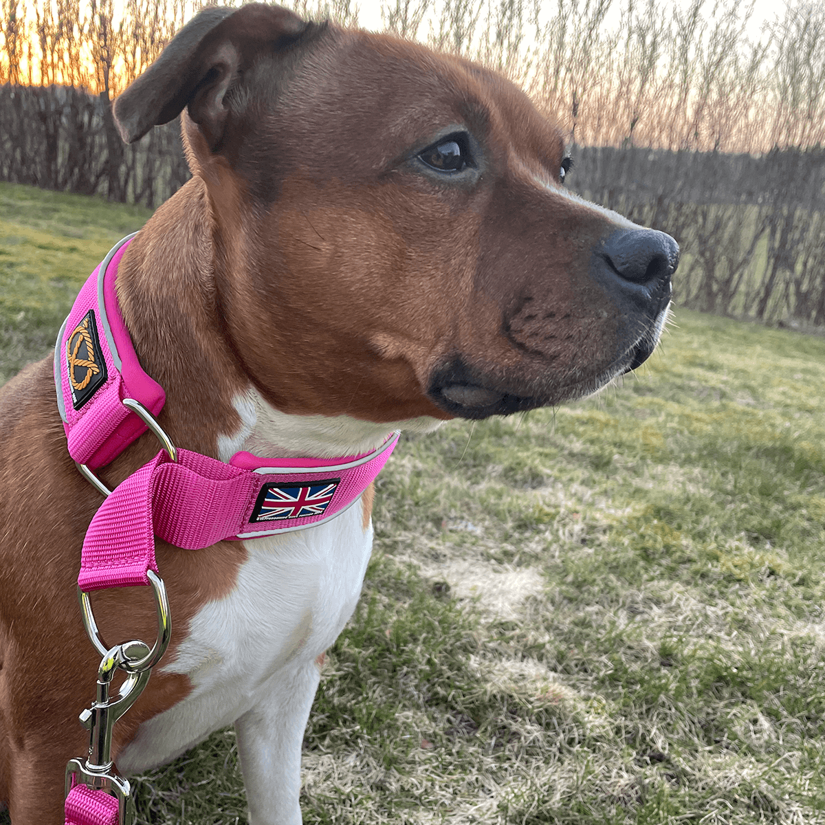 Staffordshire Bull Terrier 1935® Collier Martingale - Fuchsia
