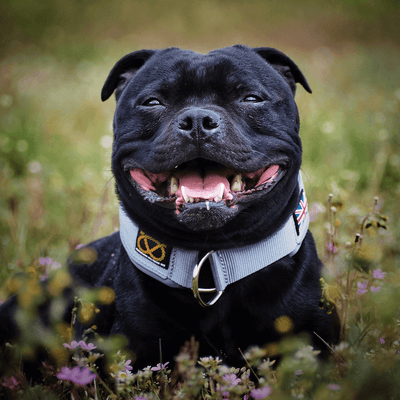 Martingale Half Choke Collar Staffordshire Bull Terrier 1935®