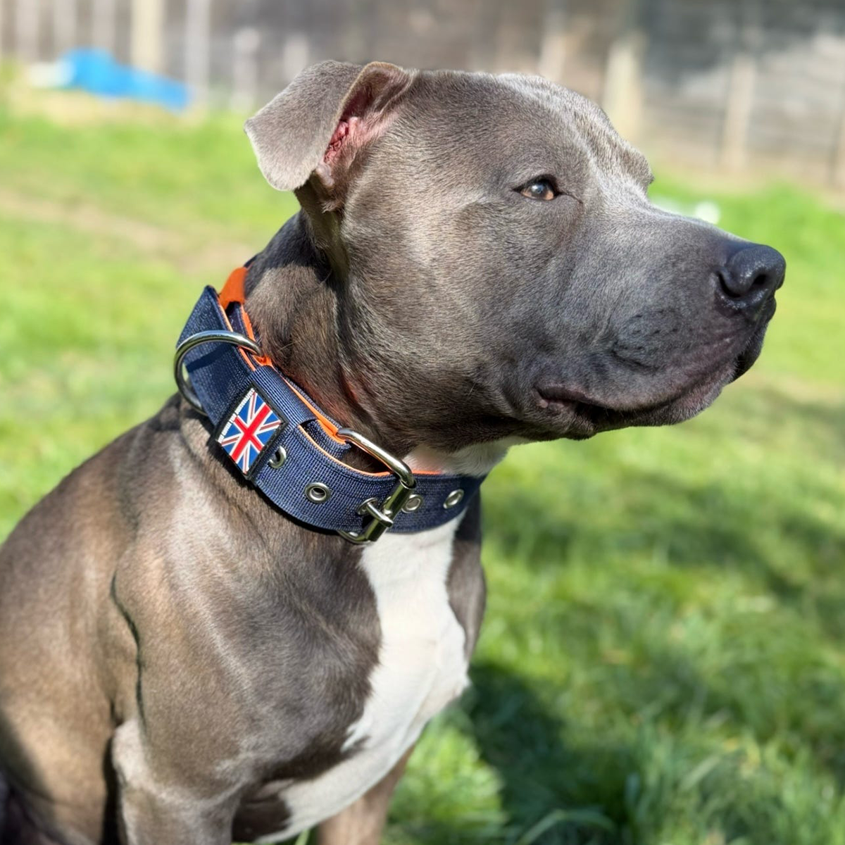 Staffordshire Bull Terrier 1935® Nylon Collar - Navy Blue & Neon Orange