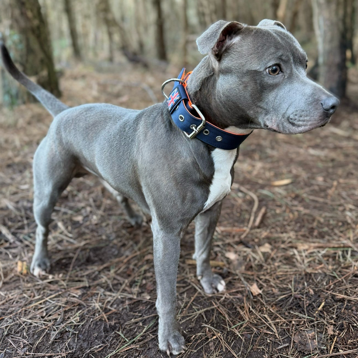 Staffordshire Bull Terrier 1935® Nylon Collar - Navy Blue & Neon Orange