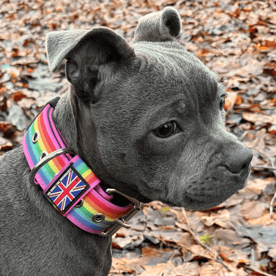Staffordshire Bull Terrier 1935® Nylon Collar - Rain Edition - Rainbow