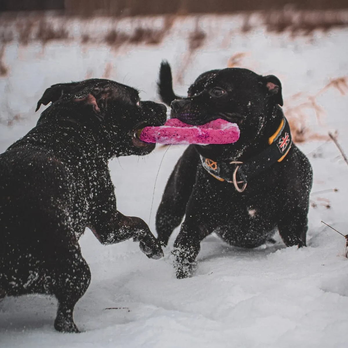 Staffordshire Bull Terrier 1935® Dragring - Blå