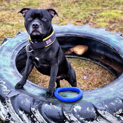 Staffordshire Bull Terrier 1935® Pull Ring - Bleu