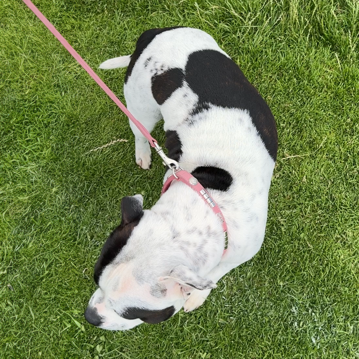 Staffordshire Bull Terrier 1935® Show Collar & Leash Set - Champion - Baby Pink & Silver