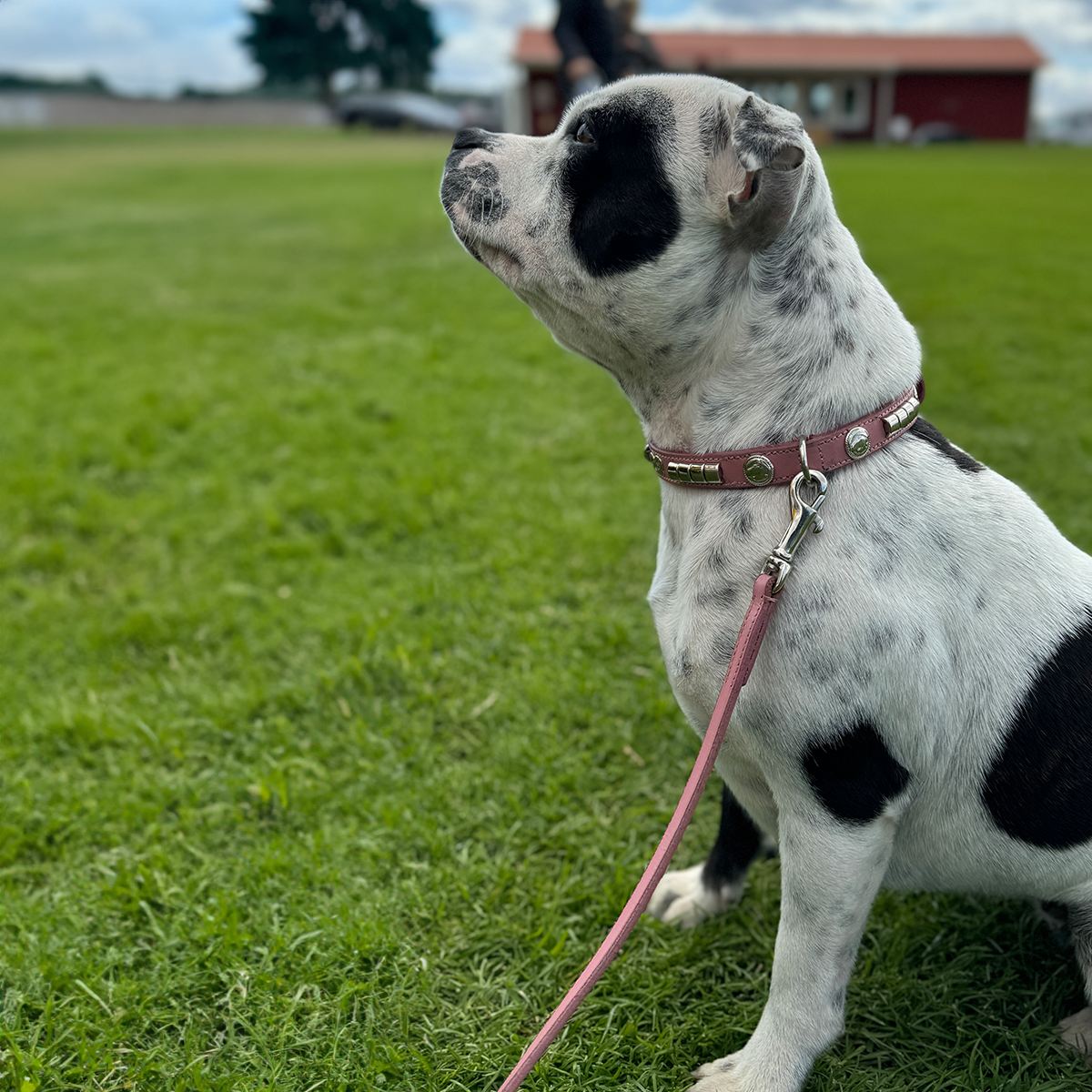Staffordshire Bull Terrier 1935® Show Collar & Leash Set - Champion - Baby Pink & Silver