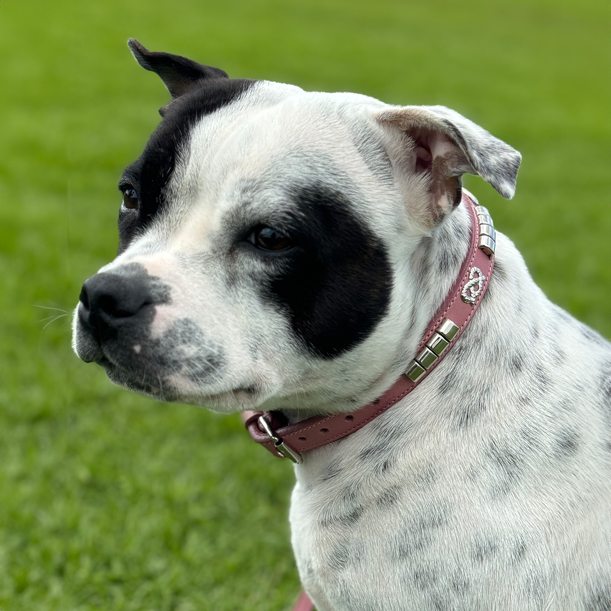 Staffordshire Bull Terrier 1935® Show Collar & Leash Set - Champion - Baby Pink & Silver