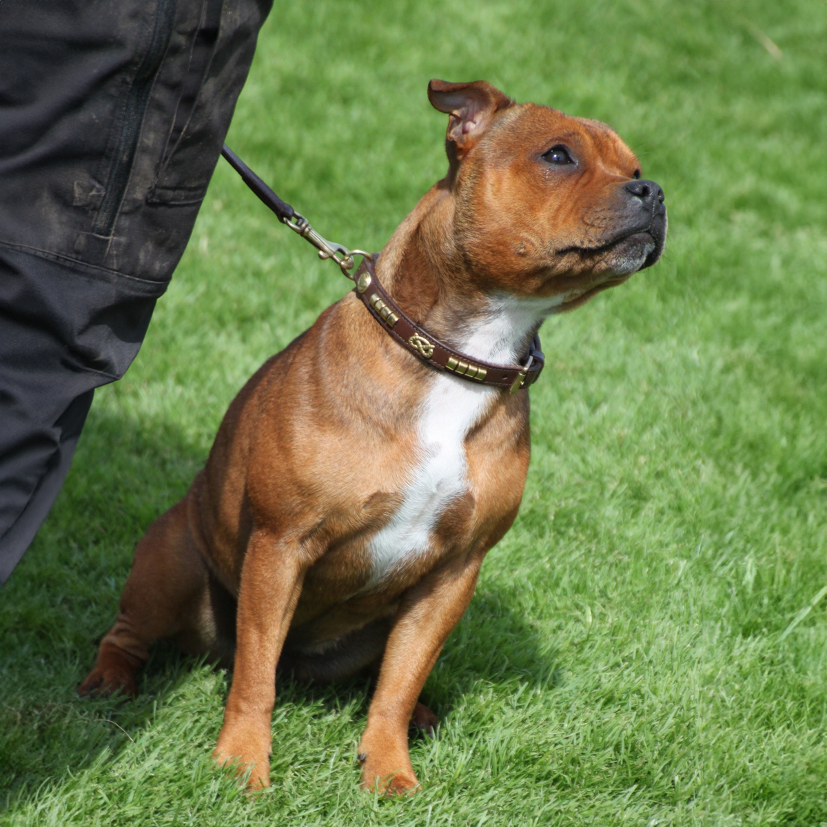Staffordshire Bull Terrier 1935® Show Collar & Leash Set - Champion - Brown & Gold