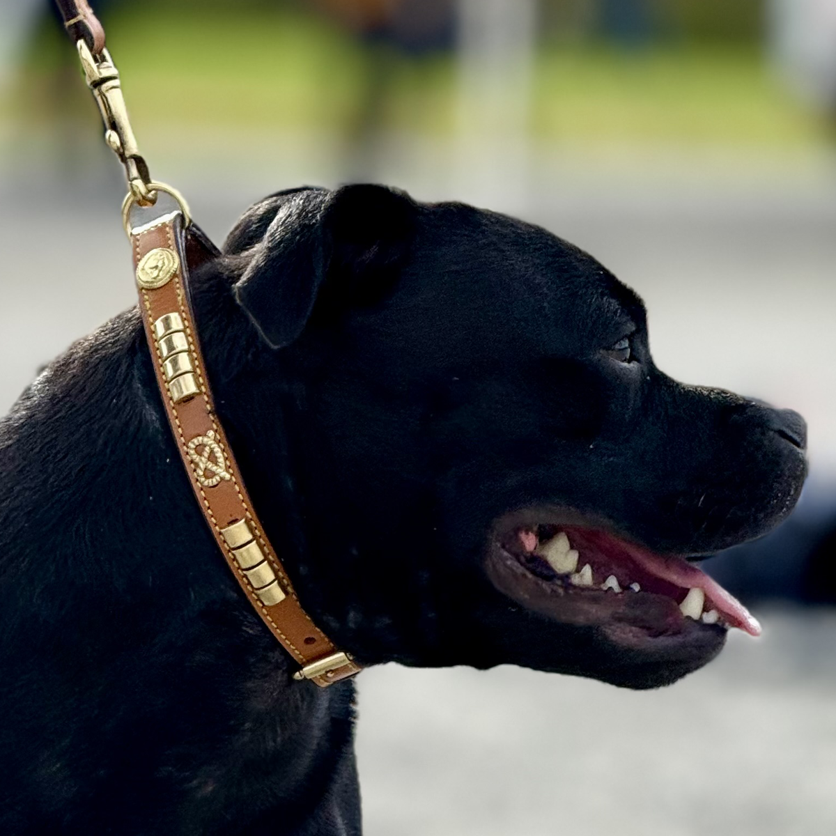 Staffordshire Bull Terrier 1935® Show Collar & Leash Set - Eik's Champion Edition - Cognac & Gold