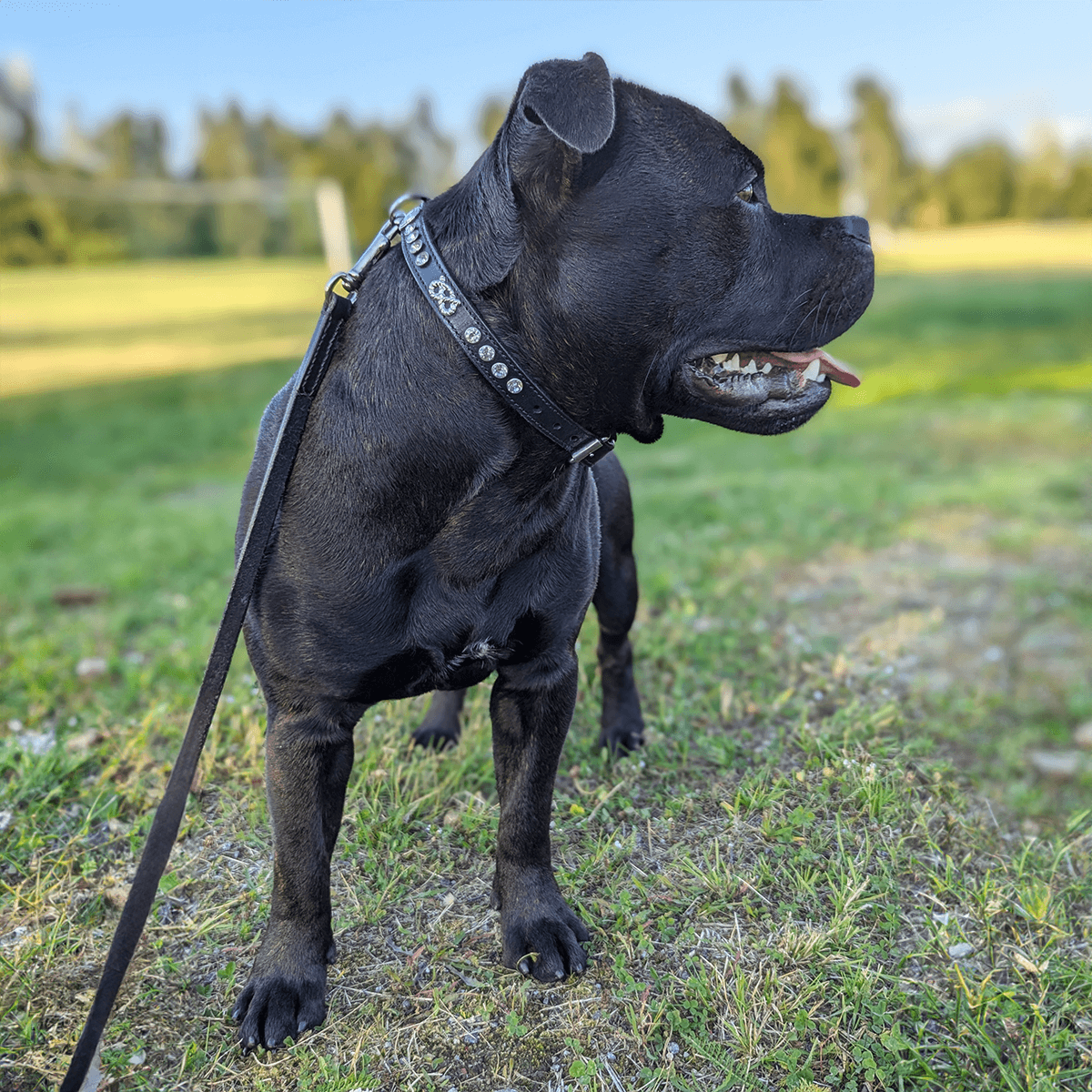 Staffordshire Bull Terrier 1935® Show Collar & Leash Set - Kåla's Black Diamond Edition - Black & Silver