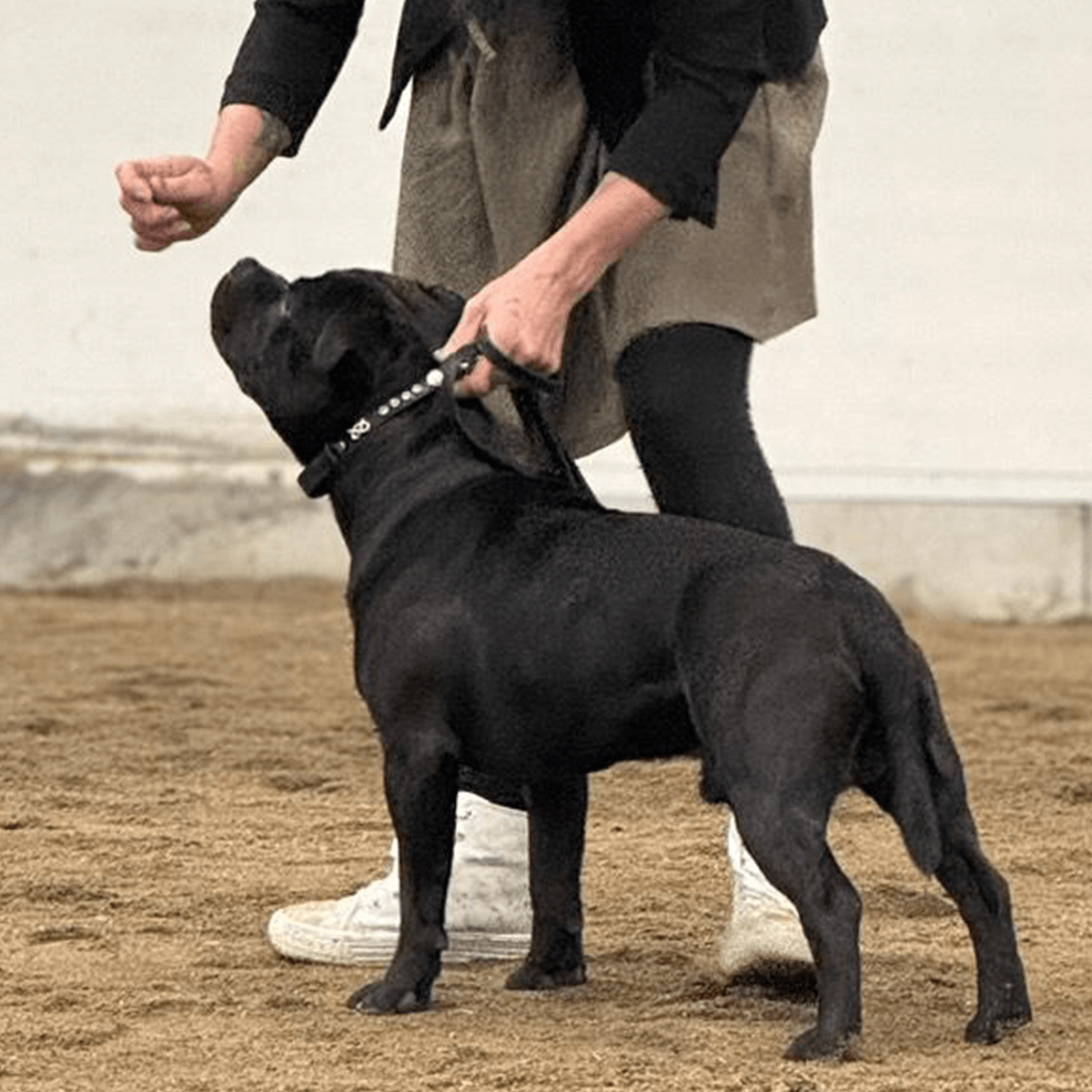 Staffordshire Bull Terrier 1935® Show Collar & Leash Set - Kåla's Black Diamond Edition - Black & Silver