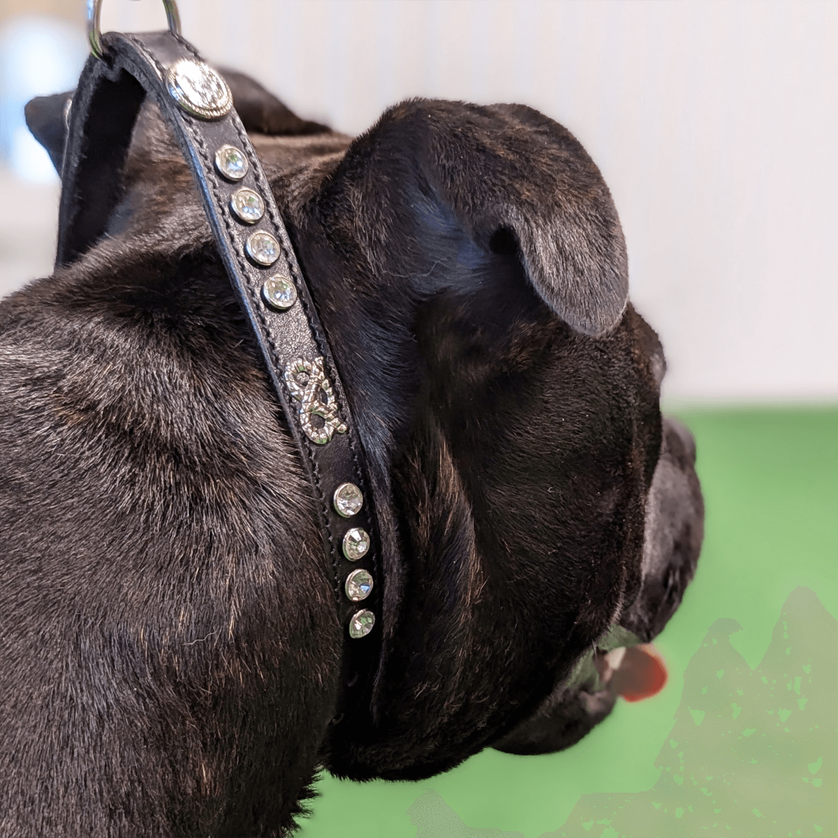 Staffordshire Bull Terrier 1935® Show Collar & Leash Set - Kåla's Black Diamond Edition - Black & Silver