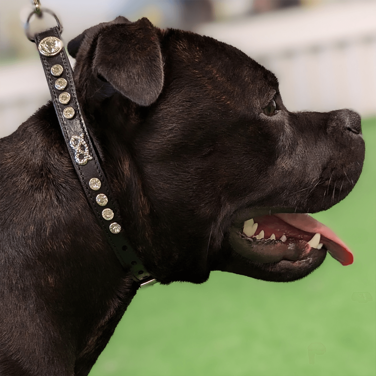 Staffordshire Bull Terrier 1935® Show Collar & Leash Set - Kåla's Black Diamond Edition - Black & Silver