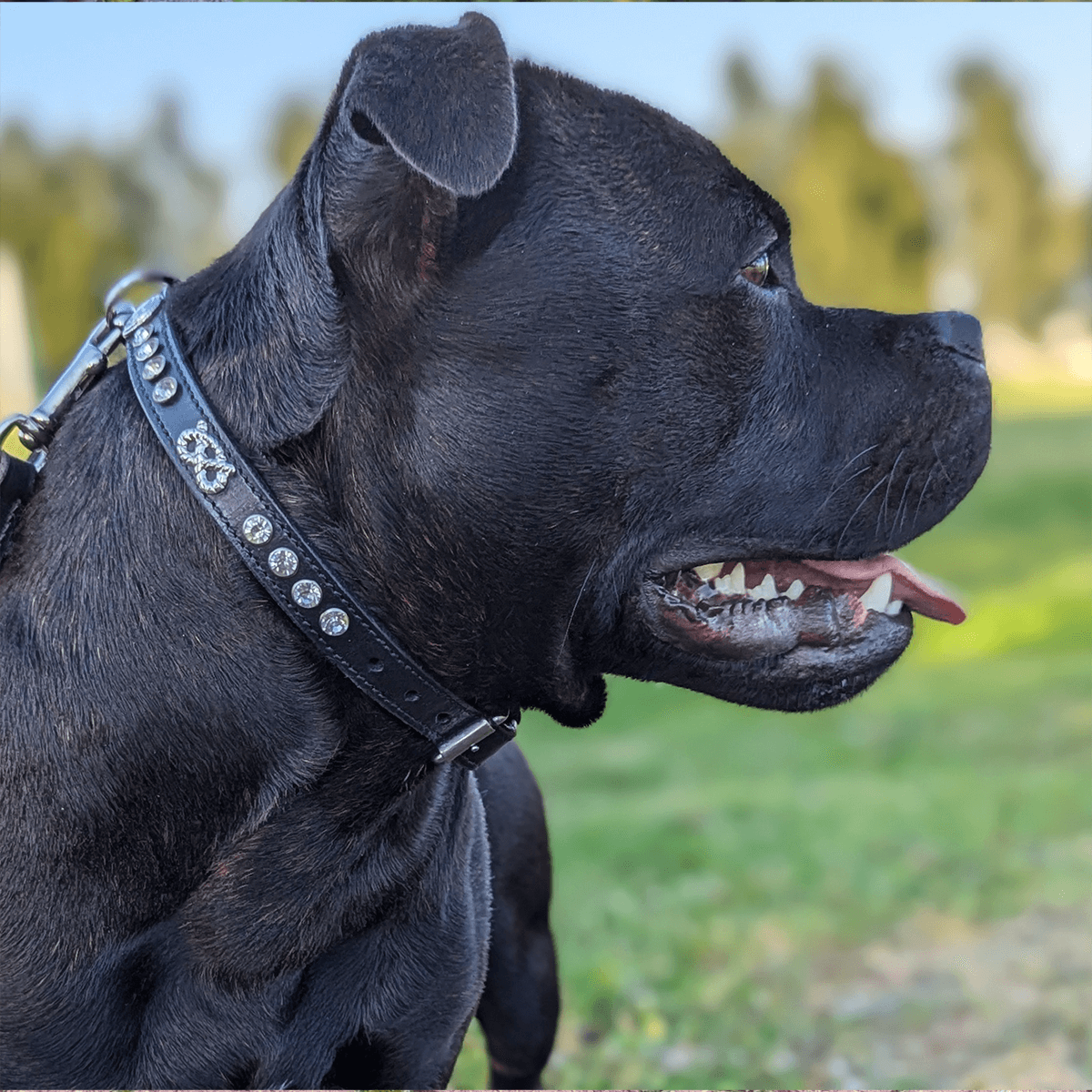 Staffordshire Bull Terrier 1935® Show Collar & Leash Set - Kåla's Black Diamond Edition - Black & Silver