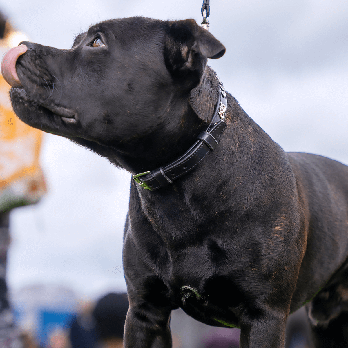 Staffordshire Bull Terrier 1935® Show Collar & Leash Set - Kåla's Black Diamond Edition - Black & Silver