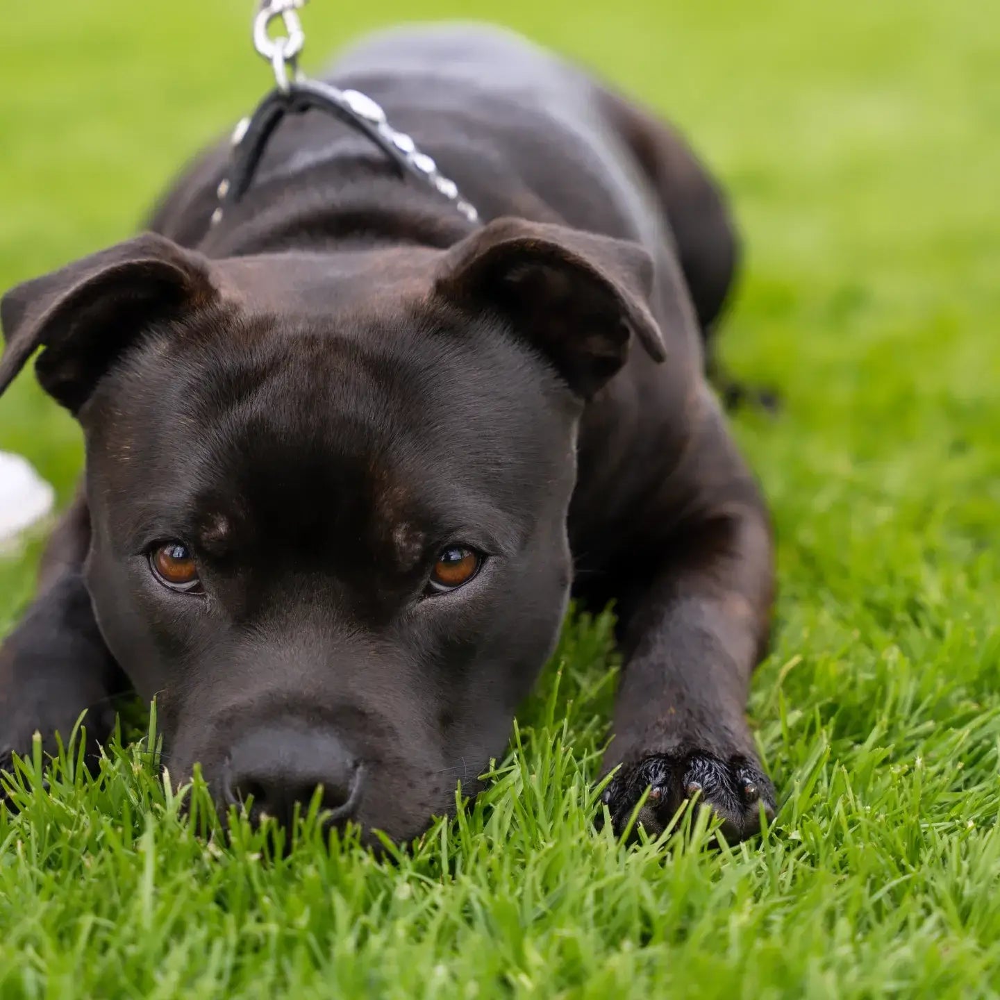 Staffordshire Bull Terrier 1935® Show Collar & Leash Set - Kåla's Black Diamond Edition - Black & Silver