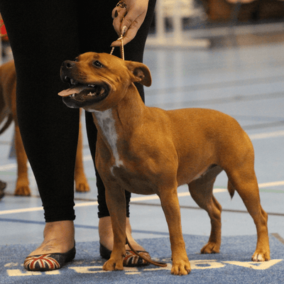 Staffordshire Bull Terrier 1935® Show Snake Chain