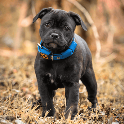Staffordshire Bull Terrier 1935® Puppy Collar & Leash Set - Royal Blue
