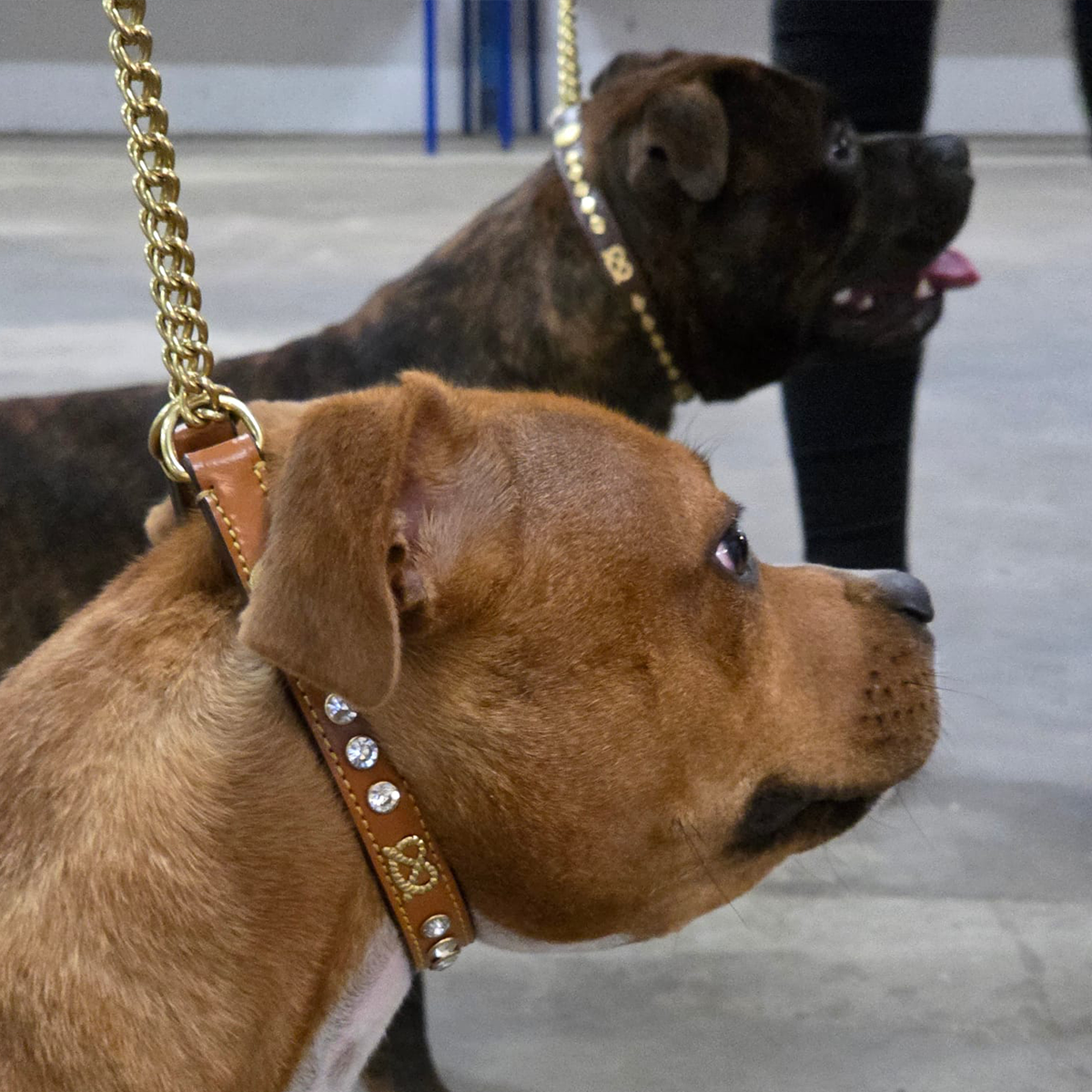 Staffordshire Bull Terrier 1935® Show Half Check Collar & Leash Set - Diamond - Cognac & Gold