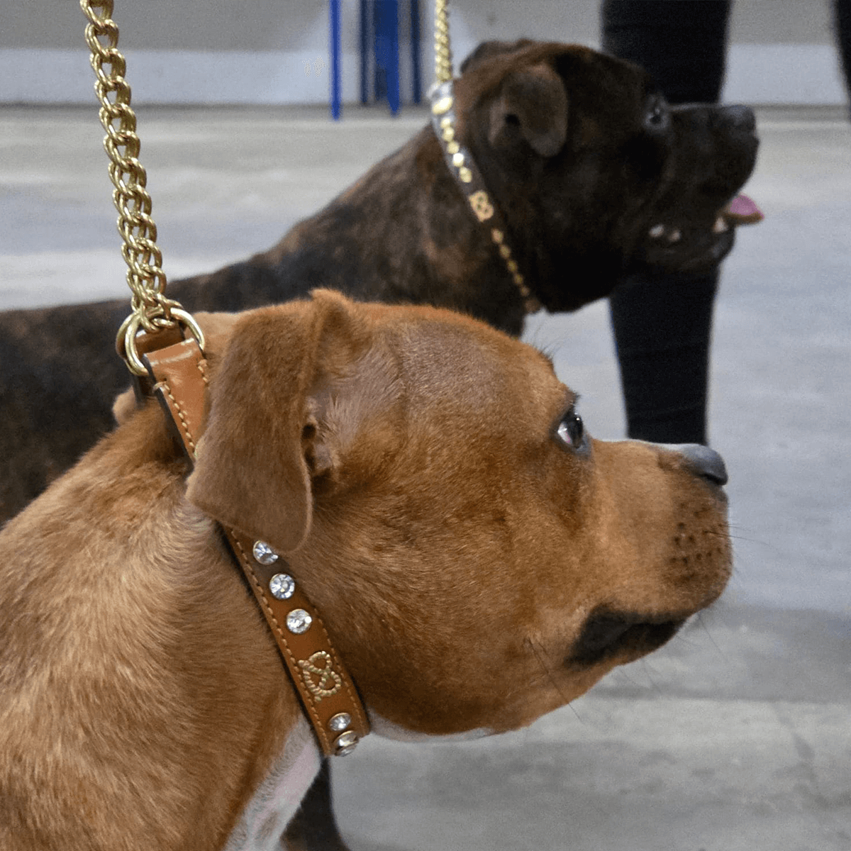 Staffordshire Bull Terrier 1935® Show Half Check Collar & Leash Set - Diamond - Cognac & Gold