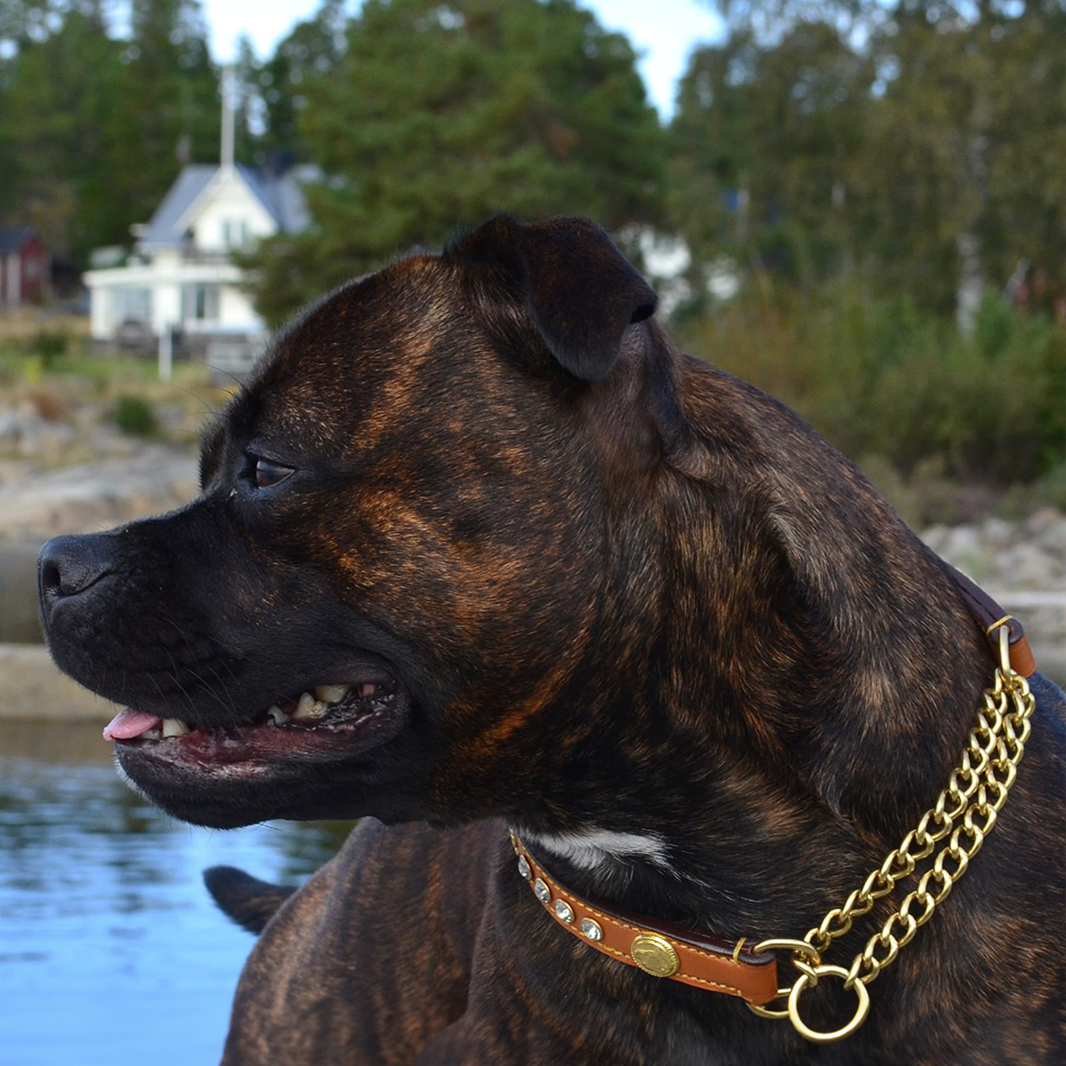 Staffordshire Bull Terrier 1935® Show Half Check Collar & Leash Set - Diamond - Cognac & Gold