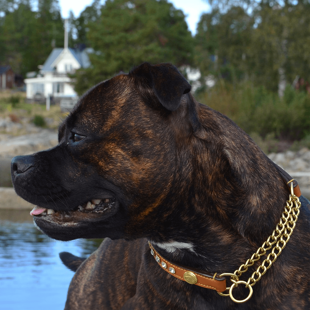 Staffordshire Bull Terrier 1935® Show Half Check Collar & Leash Set - Diamond - Cognac & Gold