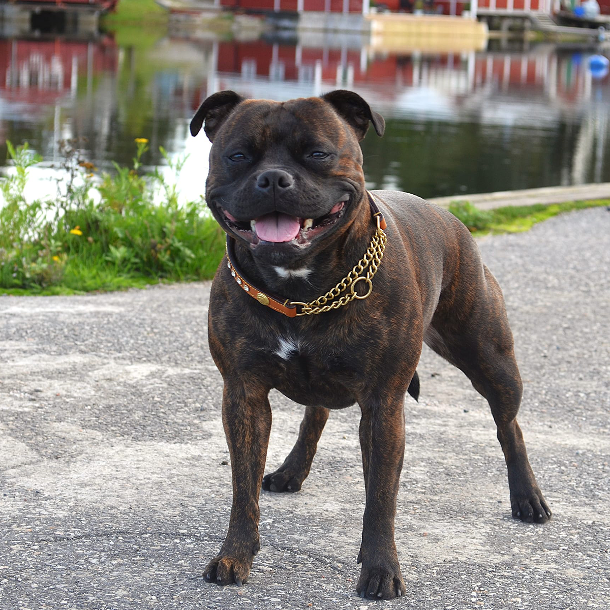 Staffordshire Bull Terrier 1935® Show Half Check Collar & Leash Set - Diamond - Cognac & Gold
