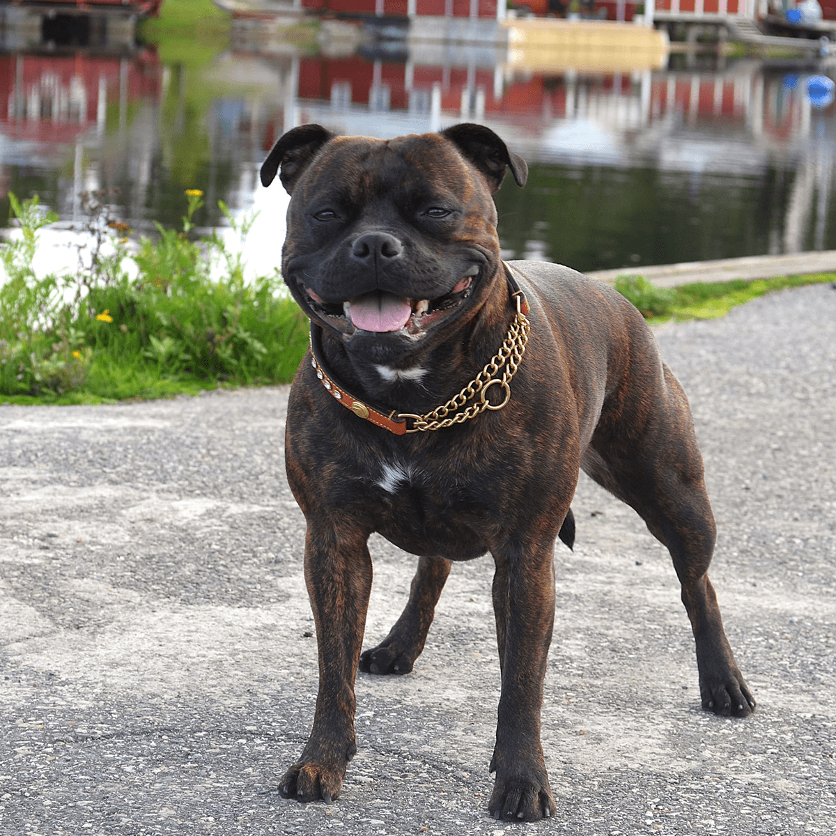 Staffordshire Bull Terrier 1935® Show Half Check Collar & Leash Set - Diamond - Cognac & Gold