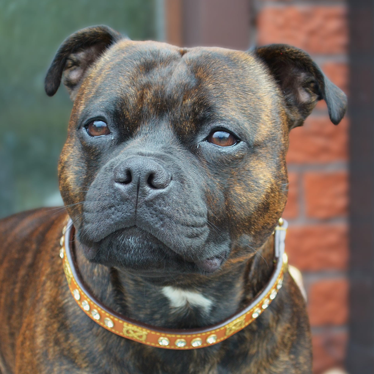 Staffordshire Bull Terrier 1935® Show Half Check Collar & Leash Set - Diamond - Cognac & Gold