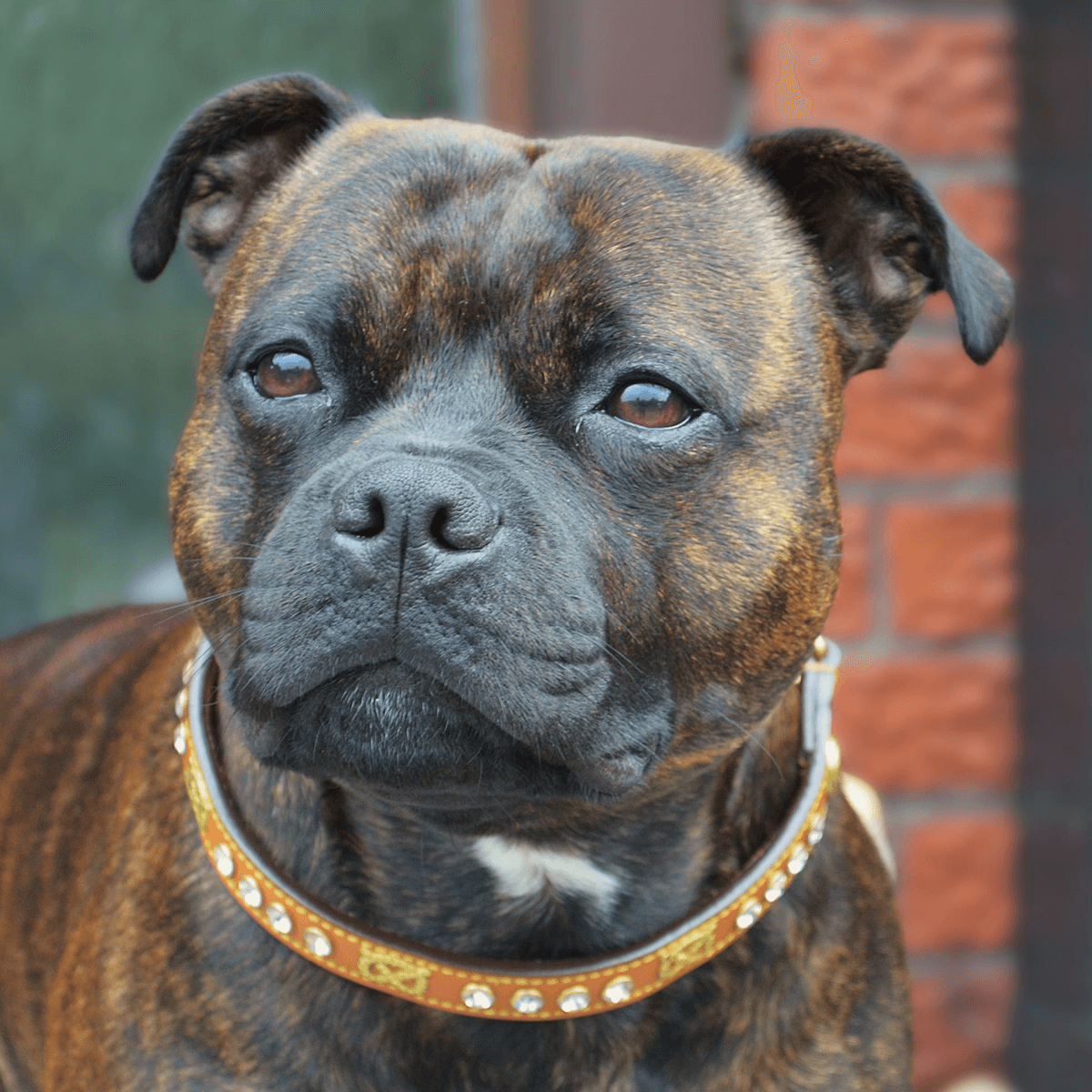 Staffordshire Bull Terrier 1935® Show Half Check Collar & Leash Set - Diamond - Cognac & Gold