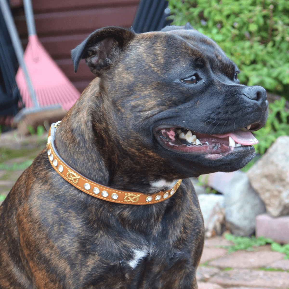Staffordshire Bull Terrier 1935® Show Half Check Collar & Leash Set - Diamond - Cognac & Gold