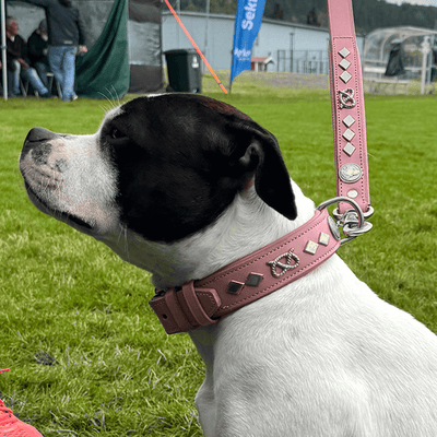 Staffordshire Bull Terrier 1935® Leather Collar & Leash Set - Gentleman Jim - Baby Pink/Silver