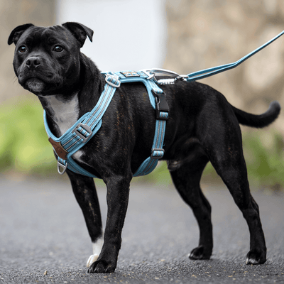Staffordshire Bull Terrier 1935® Sele & Koppel Set - Stanley Edition - Babyblå