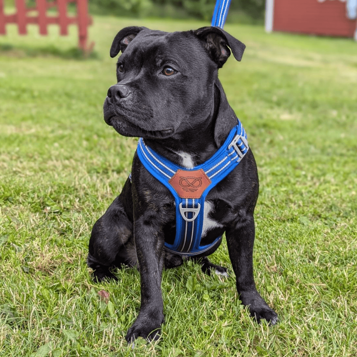 Staffordshire Bull Terrier 1935® Harness & Leash Set - Denzell Edition - Royal Blue