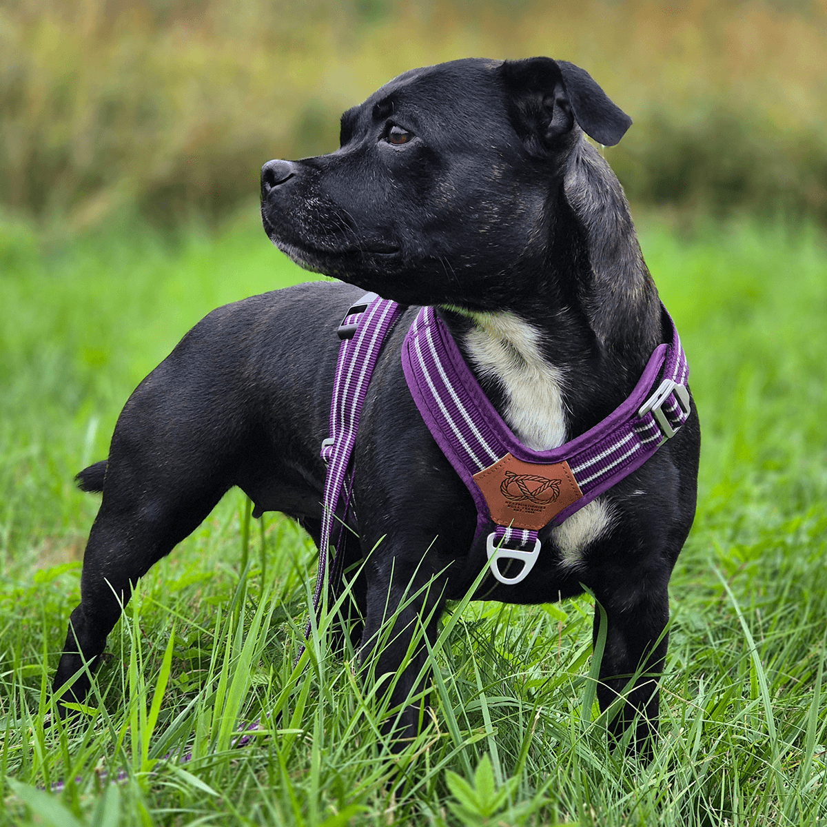 Staffordshire Bull Terrier 1935® Harness Leash Set Purple