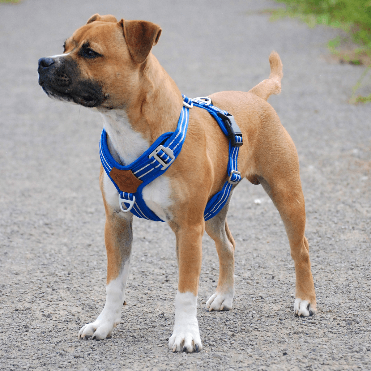 Staffordshire Bull Terrier 1935® Harness & Leash Set - Denzell Edition - Royal Blue