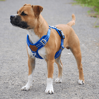 Staffordshire Bull Terrier 1935® Sele & Koppel Set - Blå