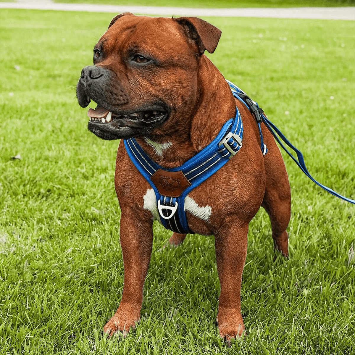 Staffordshire Bull Terrier 1935® Harness & Leash Set - Denzell Edition - Royal Blue