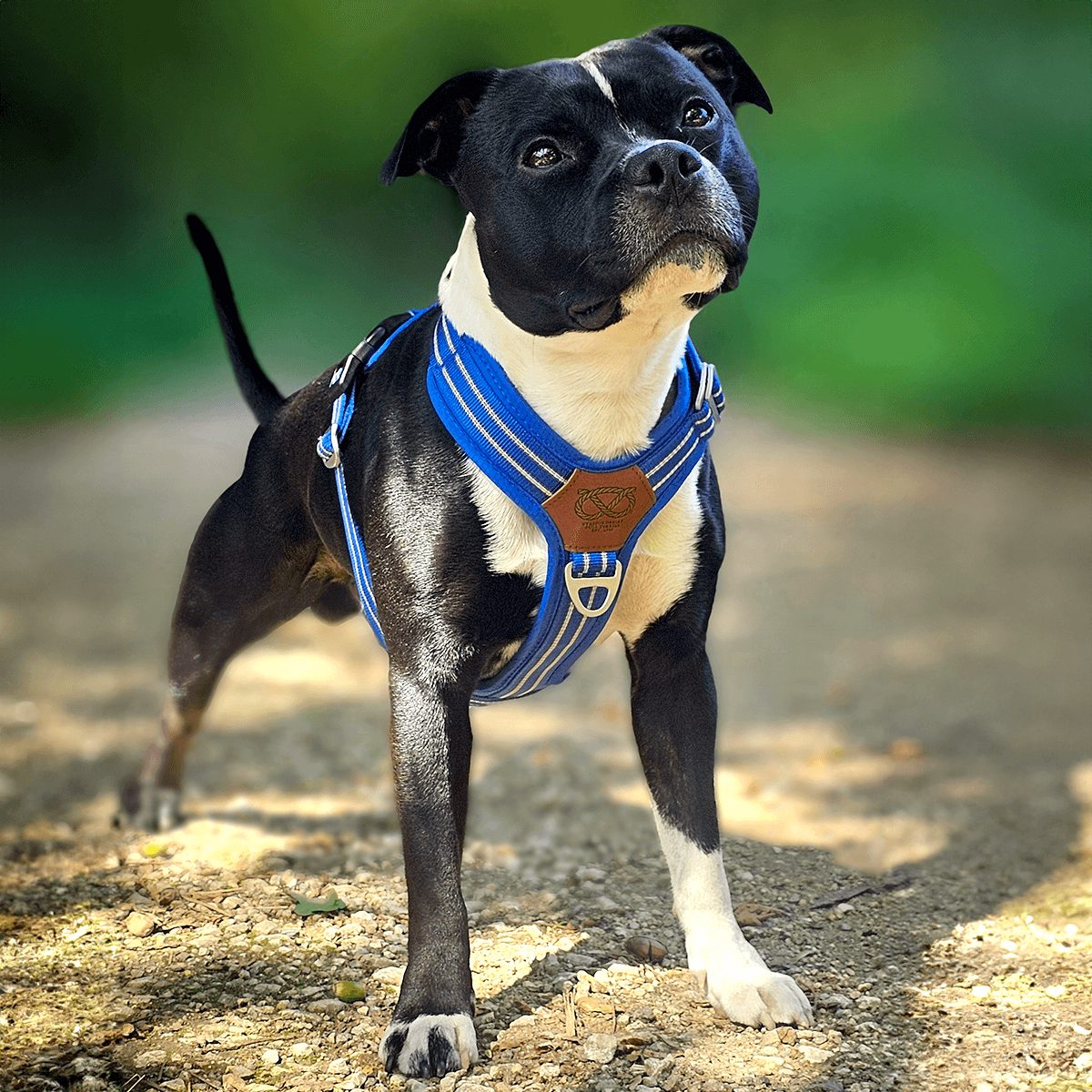 Staffordshire Bull Terrier 1935® Harness & Leash Set - Denzell Edition - Royal Blue