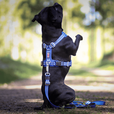Staffordshire Bull Terrier 1935® Harness & Leash Set - Denzell Edition - Royal Blue