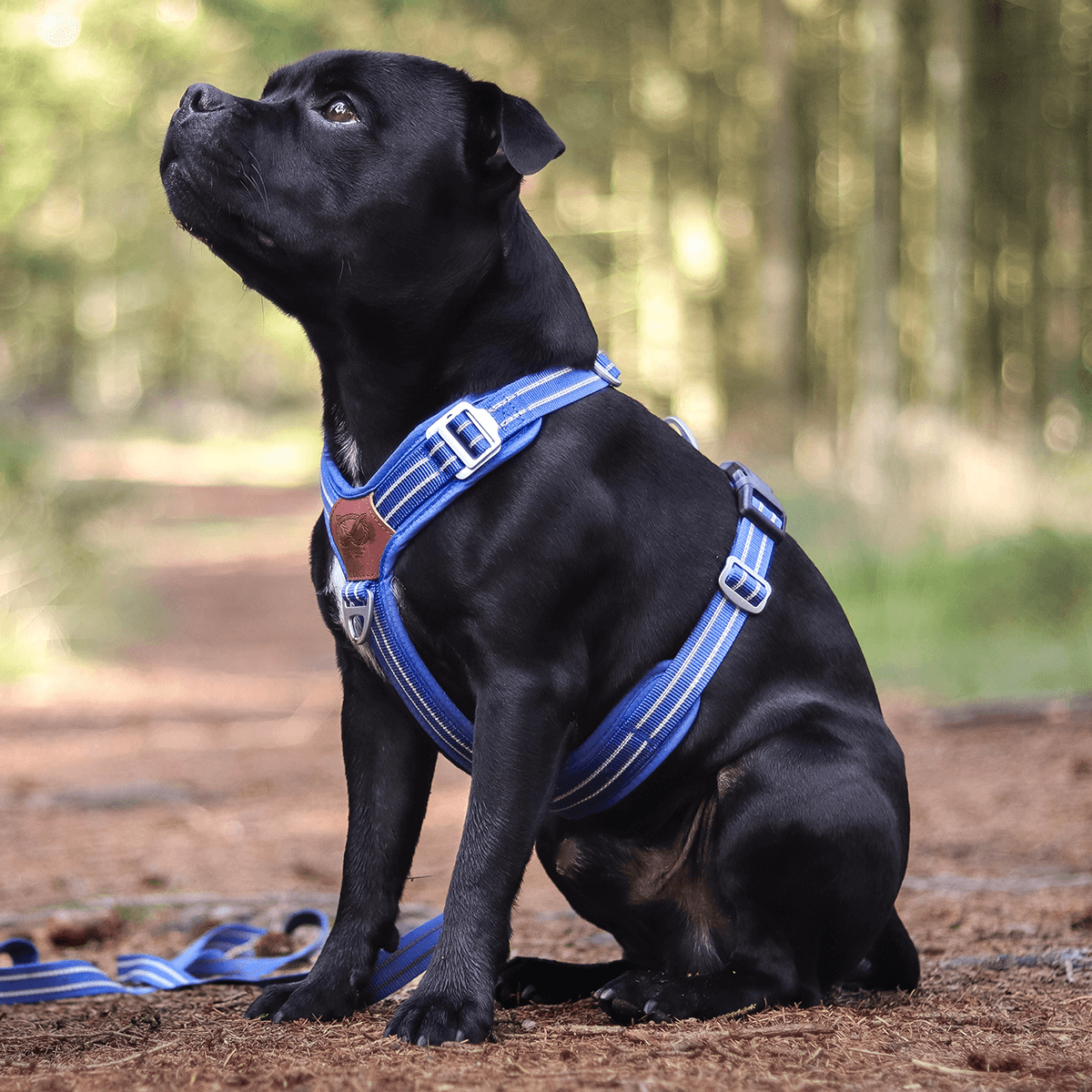 Staffordshire Bull Terrier 1935® Harness & Leash Set - Denzell Edition - Royal Blue