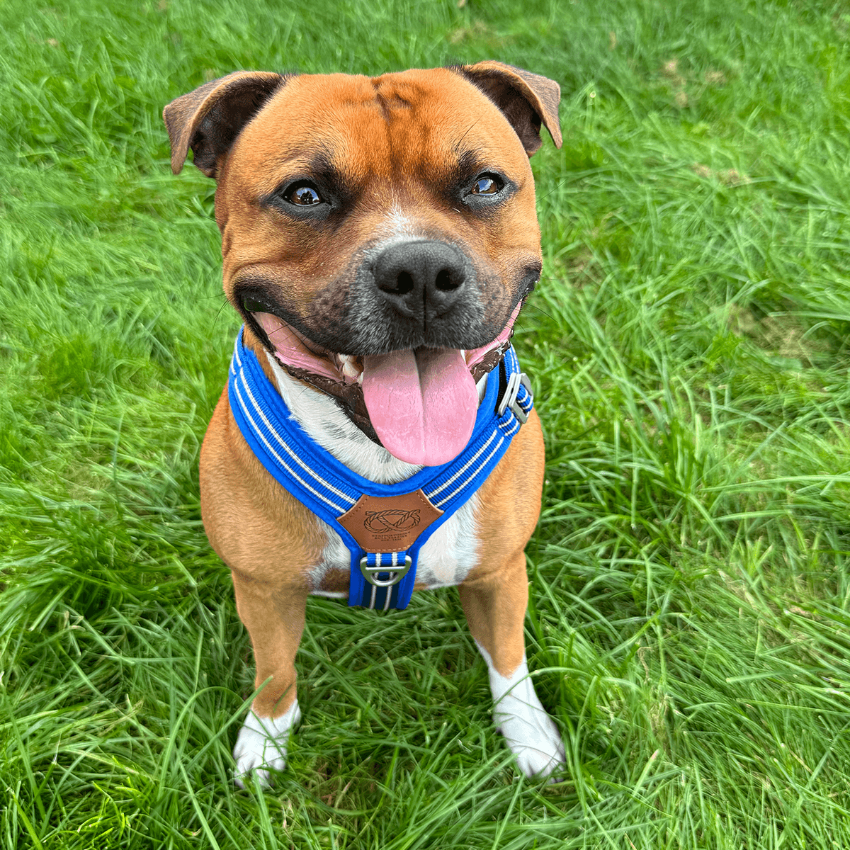 Staffordshire Bull Terrier 1935® Harness & Leash Set - Denzell Edition - Royal Blue