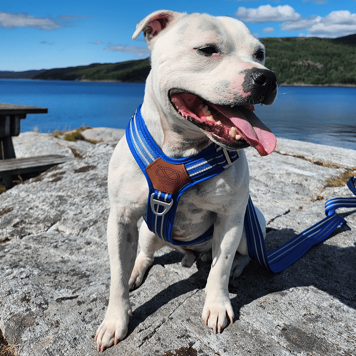 Staffordshire Bull Terrier 1935® Harness & Leash Set - Denzell Edition - Royal Blue