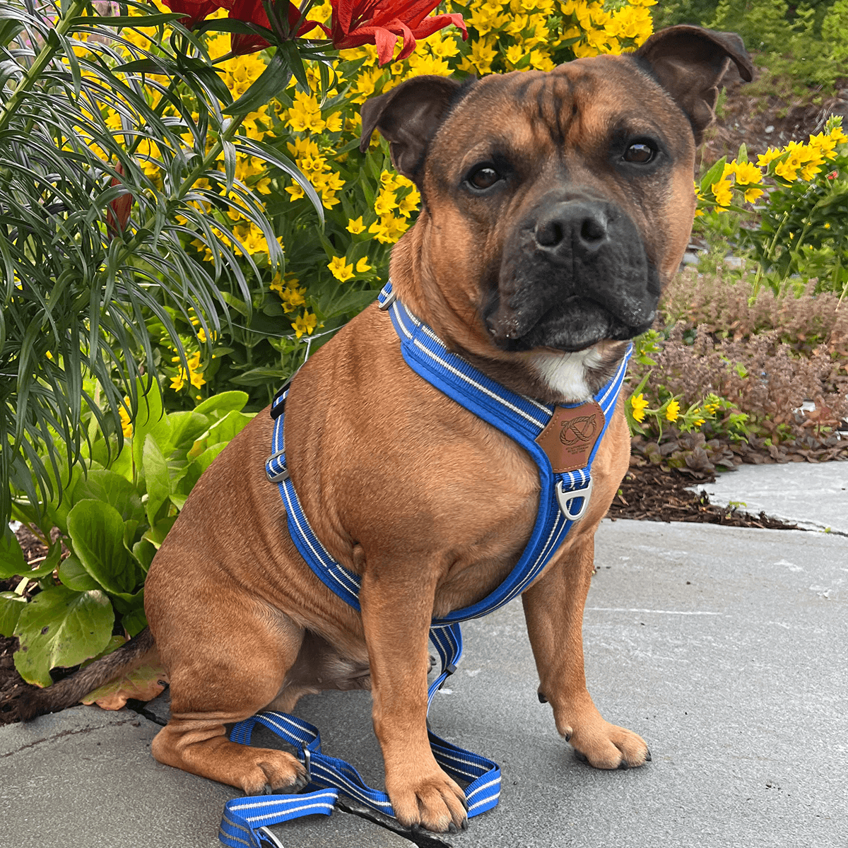 Staffordshire Bull Terrier 1935® Harness & Leash Set - Denzell Edition - Royal Blue